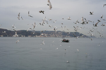 seagull bosphorus istanbul