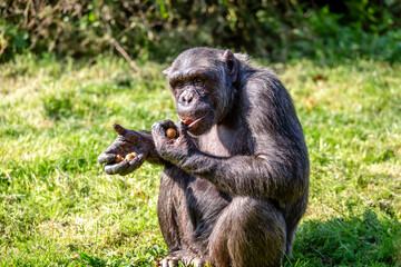 eating chimp