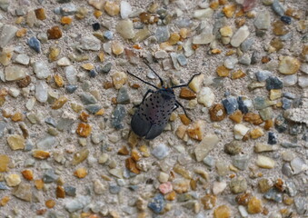 Close up of a spotted lanternfly on the ground