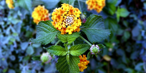 Yellow fresh flowers evening navy dark background