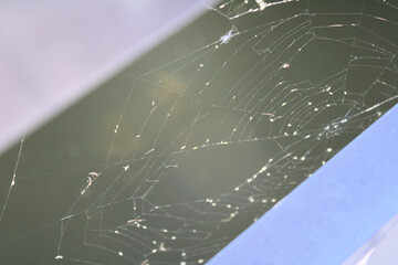 spider web with dew drops