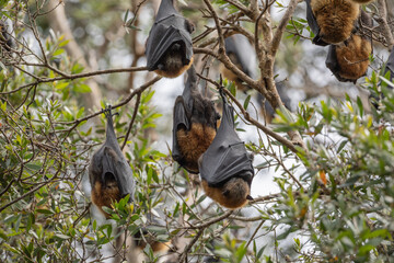 The grey-headed flying-fox (Pteropus poliocephalus), Australia.
