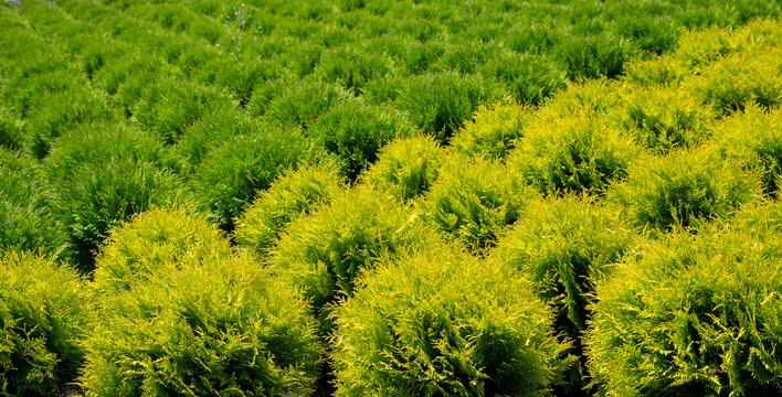 Holmstrup. Nursery for Cedar.