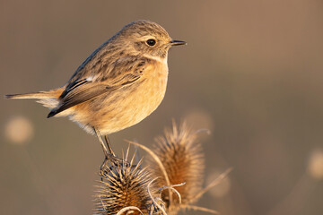 small passerine bird, female stonechat