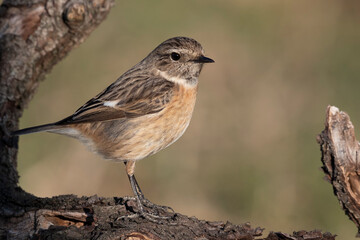 small passerine bird, female stonechat