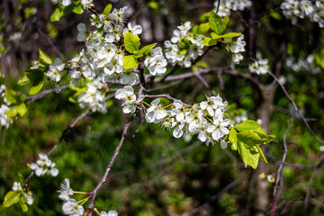 Beautiful spring blossoming plum tree