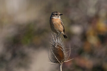 small passerine bird, female stonechat