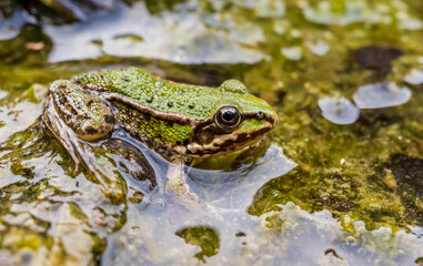 Green frog looks out of the swamp
