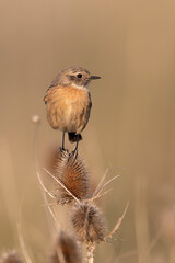 small passerine bird, female stonechat