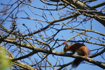 Eichhörnchen