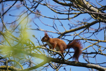 Eichhörnchen