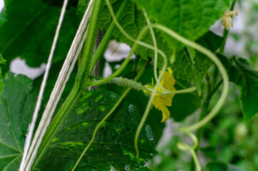 cucumbers in a greenhouse in the village