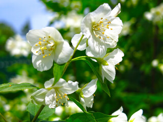 Obraz na płótnie Canvas white Jasmine blooms luxuriantly in the garden in spring