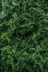 Fototapeta premium Juniper background. Branches and leaves as a background.