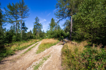 Mountain hiking trail in Beskid Sadecki near Krynica Zdroj in Poland