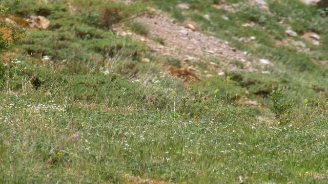 Wild Boar Herd Of Females And Young Mount Hermon
Medium Shot View,spring, Israel
