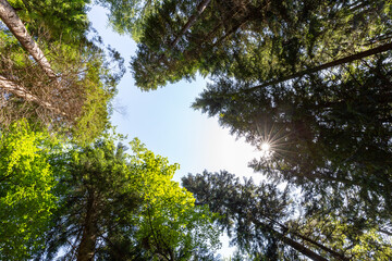 Tress in forest wide angle landscape in autumn