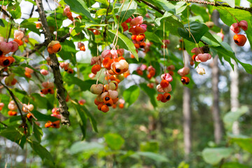 Euonymus verrucosus. Branch with berries and flowers close-up. Poisonous plant.