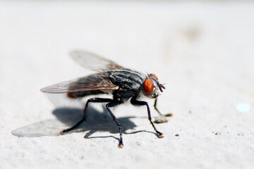 A macro shot of fly on a white background