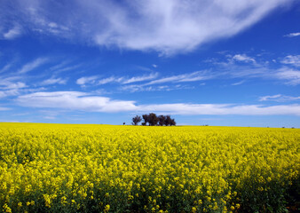 Obraz premium Australian Canola Field