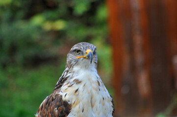Falke