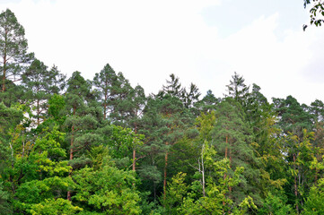 Fototapeta premium Wald Bäume mit Himmel