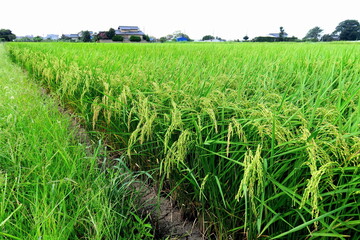 夏の郊外の実りの田圃風景