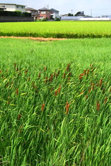 郊外のコガマと野原と田圃のある風景