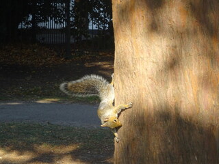 Flora and Fauna in Leigh Library Gardens