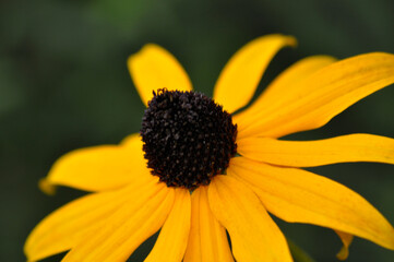 Schwarzäugige Rudbeckie