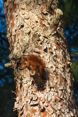 Red squirrel (Sciurus vulgaris) posing in a pine