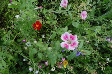 Bunte Sommerblumenwiese mit bunten Blüten zur Freude und Nutzen der Menschen, Tiere, Natur und Umwelt
