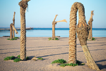 Dead palm trees on the beach by the sea