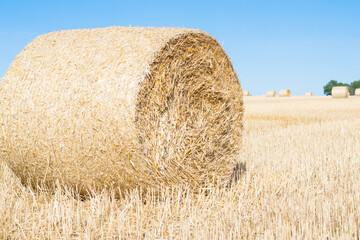 Fototapeta premium Haystack rolls on agriculture field landscape in autumn. Haystack harvesting field. Agriculture haystack harvest. Agriculture field haystack harvest scene against the backdrop of trees. close-up