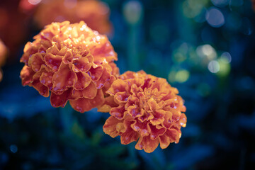growing marigold flowers close-up