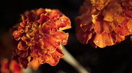 growing marigold flowers close-up
