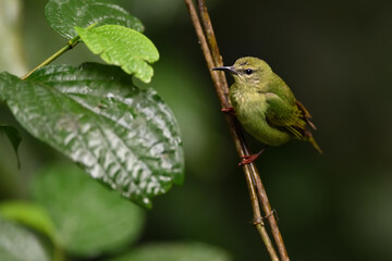 Red-legged honeycreeper perched on branch