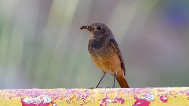 Black redstart female feeding Ant
Black redstart, female feeding, nest in metal gate, mount  Hermon, Israel
