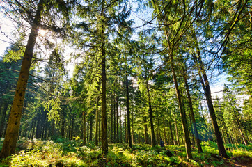 Fototapeta na wymiar Coniferous forest in the Harz Mountains in Lower Saxony in Germany