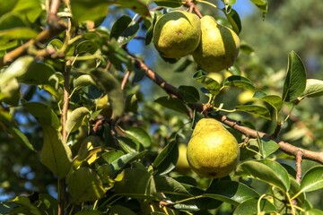 pears on a branch. Tasty young pear hanging on tree. Selective focus on pear. Fruit growing. Orchard.