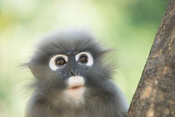 dusky leaf langur monkey up on a tree