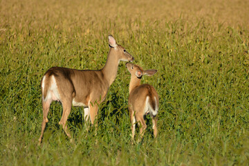 White Tailed Deer and Fawn