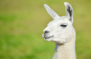 llama, head closeup