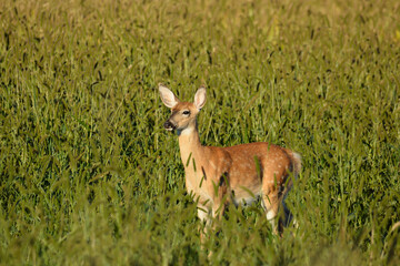 Baby White Tailed Deer Fawn 