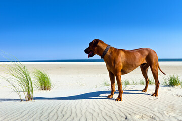 Rhodesian Ridgeback Dayo 01