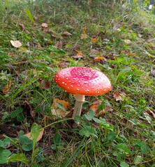 Fly agaric mushroom