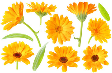 Collection of calendula (marigold) plant flowers and leaves isolated on white background