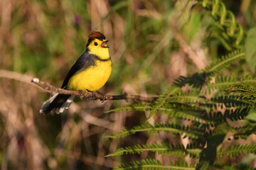 Collared whitestart perched on moss branch