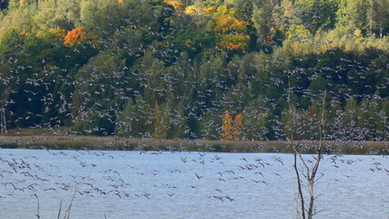 lake in autumn