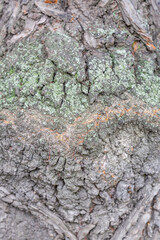 The textured surface of the bark of the old perennial deciduous tree